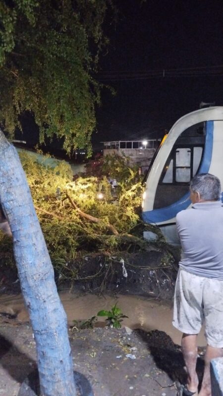 Trilhos são liberados após recolhimento de árvore que caiu após chuvas em Santa Rita Trilhos são liberados após recolhimento de árvore que caiu após chuvas em Santa Rita