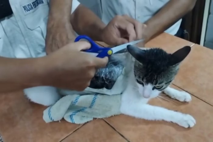 Gato traficante: felino é flagrado ao entrar com carga de drogas na prisão Gato traficante: felino é flagrado ao entrar com carga de drogas na prisão