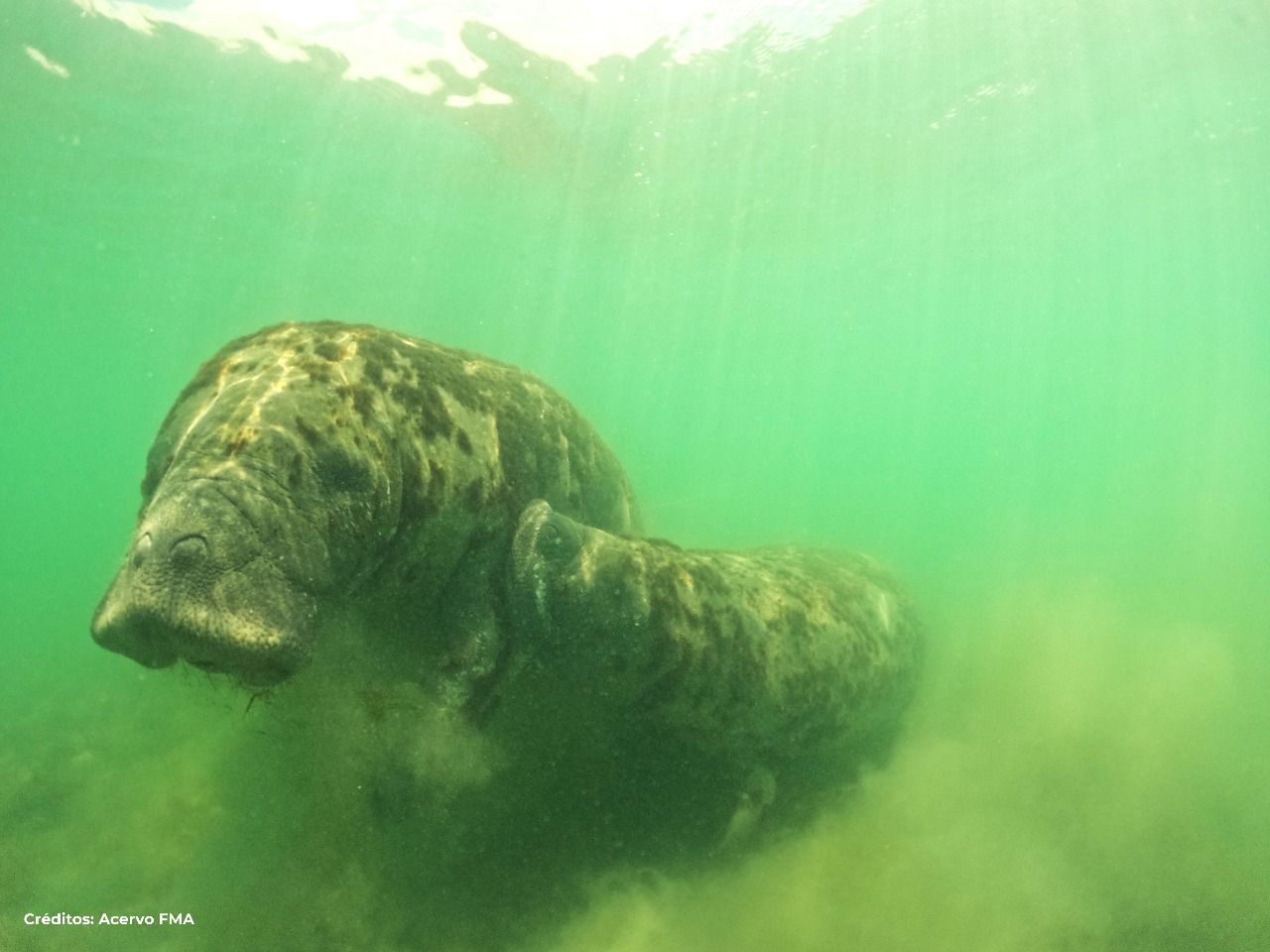 Peixe-boi 'favo' em amamentação. (foto: Sebastião Silva/Fundação Mamíferos Aquáticos/divulgação)