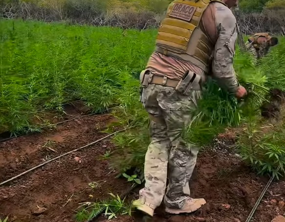 Polícia Civil prende três homens e desmancha plantação de maconha em Taperoá maconha, plantação, taperoá