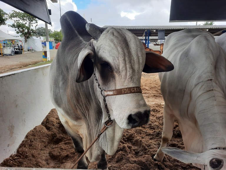 55ª Expapi reúne mais de 1,3 mil animais de raça de equinos, bovinos, ovinos e caprinos 55ª Expapi reúne mais de 1,3 mil animais de raça de equinos, bovinos, ovinos e caprinos