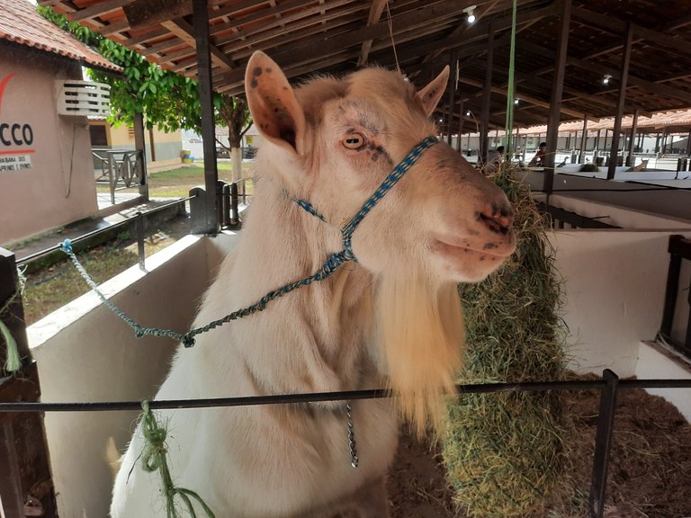 55ª Expapi termina hoje em Campina Grande após reunir mais de 1,3 mil animais de raça 55ª Expapi termina hoje em Campina Grande após reunir mais de 1,3 mil animais de raças grandes estrelas da 55ª Exposição Paraibana de Animais e Produtos Industriais (Expapi), em Campina Grande, são os mais de 1,3 mil exemplares de raças de equinos, bovinos, ovinos e caprinos. Durante o evento promovido pelo Governo da Paraíba, por meio da Secretaria de Estado do Desenvolvimento da Agropecuária e da Pesca (Sedap-PB), estão sendo realizados concursos de raças, torneios leiteiros e leilões de animais. A Expapi acontece até este domingo (25), com entrada gratuita. O secretário da Sedap-PB, Joaquim Hugo, ressaltou que a Expapi, como evento já consolidado, é uma grande vitrine para os criadores. “Durante a Expapi são disputadas competições de raças, torneios leiteiro e leilões. É um espaço para o produtor rural apresentar seus animais, trocar experiências, melhorar a genética do rebanho e fazer negócios. É um grande encontro dos criadores de animais de raça”, apontou. A programação da 55ª Expapi conta com exposições de animais como a especializada de cavalos da raça Mangalarga Marchador, o concurso da raça Guzerá e a participação do Núcleo Nelore da Paraíba, o concurso da Raça Guzerá. Além disso, há as exposições Nordestina do Minigado, a Nordestina de Mini Pônei, a Copa Cabrito da raça caprina Anglo-Nubiana, raça de dupla aptidão usada para produção de corte como de leite. Os visitantes podem observar a beleza, o porte e qualidade dos animais expostos por criadores da Paraíba e de outros estados, como Pernambuco, Rio Grande do Norte, Ceará, Alagoas e Piauí. O criador de caprinos Marcelino Cavalcante levou para a 55ª Expapi o total de 22 animais. Ele costuma participar de eventos do setor do agro na região “A Expapi é uma vitrine para a gente que é produtor, é um bom evento para fazer negócios, conseguimos fazer vendas, aprender sobre o melhoramento genético. Para o criador é importante participar de eventos como a Expapi”, ressaltou. Ele começou a criar ovinos e caprinos há mais de 15 anos. Já o criador de gado da raça Nelore, Cícero Vieira da Cunha, do município de Lagoa Seca, apresentou na exposição nove animais. “Eu vim para expor os animais e está sendo ótimo. Tem a troca de experiência com outros criadores. Eu sempre procuro participar dos eventos e já vim várias vezes aqui, que é uma ótima exposição”, afirmou. Os animais adultos da raça bovina Nelore chegam a pesar 1,3 tonelada o macho e 1,1 tonelada um exemplar fêmea. Os preços variam muito e podem ultrapassar a casa dos milhões. O autônomo Toni Ferreira também visitou a Expapi com o objetivo maior de ver os animais. “Eu vivi muito tempo no sítio, no interior, e gosto de ver os animais. São muito bonitos, bem cuidados. Dá gosto de ver uma criação bem tratada”, disse. Ele relatou que "a exposição é um passeio com os filhos e, também, uma forma de lembrar da minha infância no interior”. Para Jaime Moura, criador de Recife (PE) há 34 anos de minianimais, como minipôneis e minivacas, a Expapi é uma oportunidade para fazer negócios e conhecer outros criadores. Ele trouxe para Campina Grande um total de 50 animais. “Eu sou a quarta geração da família que trabalha com a criação de animais. Os mini animais têm um grande mercado, hoje é um sucesso. Hotéis fazenda montam mini fazendas. Eu tenho mini vacas leiteiras. São animais bem tranquilos que encantam as crianças, que tiram fotos.”, frisou. Ele lembrou que tem mini vacas e mini cavalos que chegam a custar R$ 20 mil e podem pesar até 200 quilos. A autônoma Ana Castro visitou a Expapi com a filha Jamile, de dois anos, que ficou encantada com os pôneis. “Ela ficou fascinada pelos animais pequenos. São lindos, quis montar um pouco. Realmente são belos animais, faz um grande sucesso com a crianaçada”, ressalta. A 55ª Expapi é também realizada pelo Sebrae-PB; e Associação Paraibana dos Criadores de Caprinos e Ovinos (Apacco). O evento, um dos maiores do agronegócios da Paraíba, conta com o apoio da Sociedade Rural de Campina Grande, da Associação dos Criadores de Nelore do Brasil na Paraíba, da Federação da Agricultura da Paraíba (Faepa-PB), do Sistema Nacional de Aprendizagem Rural da Paraíba (Senar-PB), do Banco do Nordeste e do Ministério da Agricultura e Pecuária.