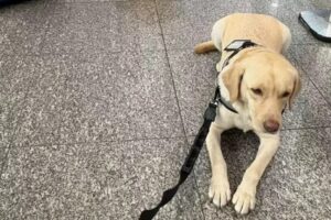 Voo para Lisboa é cancelado após TAP não embarcar cão de criança autista mesmo com ordem judicial cão de criança autista