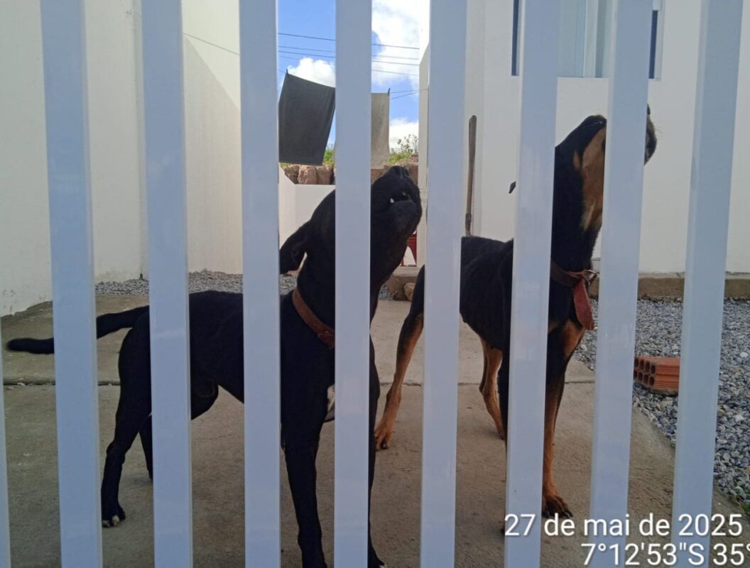 Polícia Civil prende em flagrante tutor de cães suspeito de praticar maus-tratos contra animais domésticos em Campina Grande Polícia Civil prende em flagrante tutor de cães suspeito de praticar maus-tratos contra animais domésticos em Campina Grande