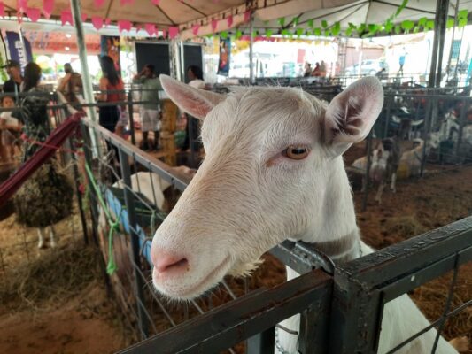 Festa do Bode Rei termina neste domingo com previsão de atingir até 200 mil visitantes e R$ 20 mi em negócios