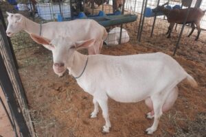 Encerramento da 6ª Festa da Cabra de Livramento tem exposição de animais e forró neste sábado Encerramento da 6ª Festa da Cabra de Livramento tem exposição de animais e forró neste sábado