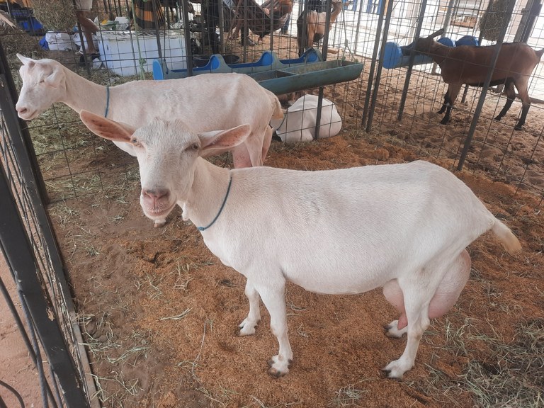 Encerramento da 6ª Festa da Cabra de Livramento tem exposição de animais e forró neste sábado Encerramento da 6ª Festa da Cabra de Livramento tem exposição de animais e forró neste sábado