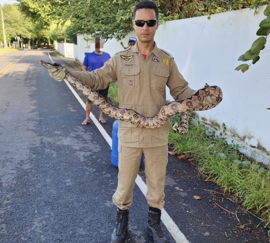 Serpente é capturada pelo Corpo de Bombeiros em Sousa Serpente é capturada pelo Corpo de Bombeiros em Sousa