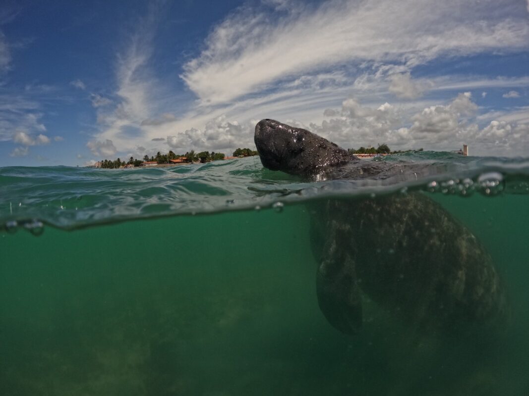 Após grave acidente, peixe-boi se recupera e volta ao convívio da mãe na Paraíba Peixe-boi 'Favo' na praia de Ponta de Matos, em Cabedelo. (foto: divulgação/Fundação Mamíferos Aquáticos)