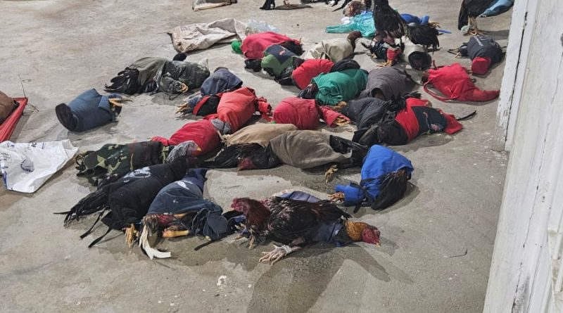 Polícia Militar acaba com rinha de galos e salva 35 animais de maus-tratos em chácara na Paraíba