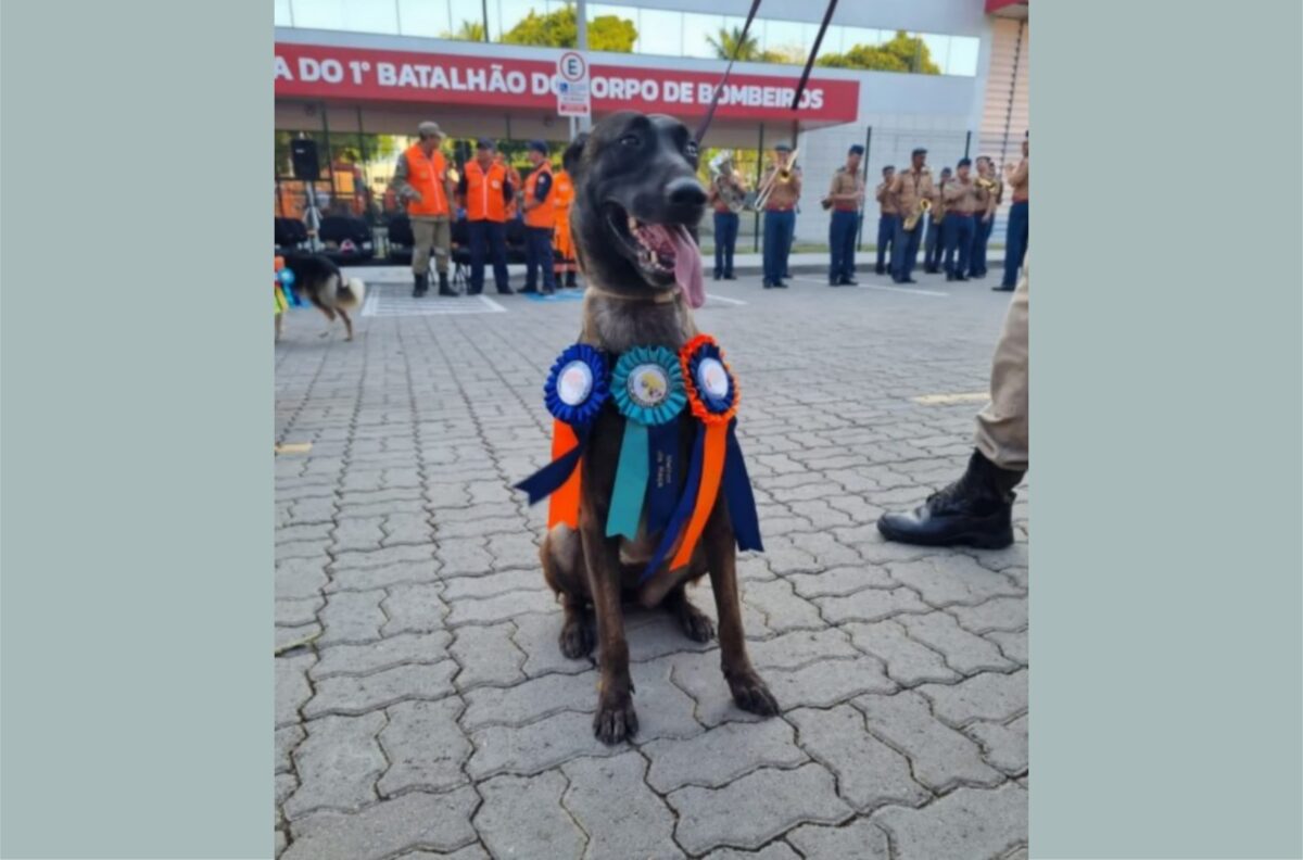 Morre Thayla, cadela de busca e salvamento do Corpo de Bombeiros da Paraíba Morre Thayla, cadela de busca e salvamento do Corpo de Bombeiros da Paraíba