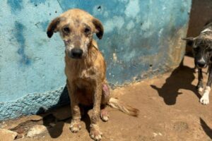 Conselho de Medicina Veterinária autua canil de Água Branca após encontrar quase 30 cães debilitados e cercados por fezes Conselho de Medicina Veterinária autua canil de Água Branca após encontrar quase 30 cães debilitados e cercados por fezes