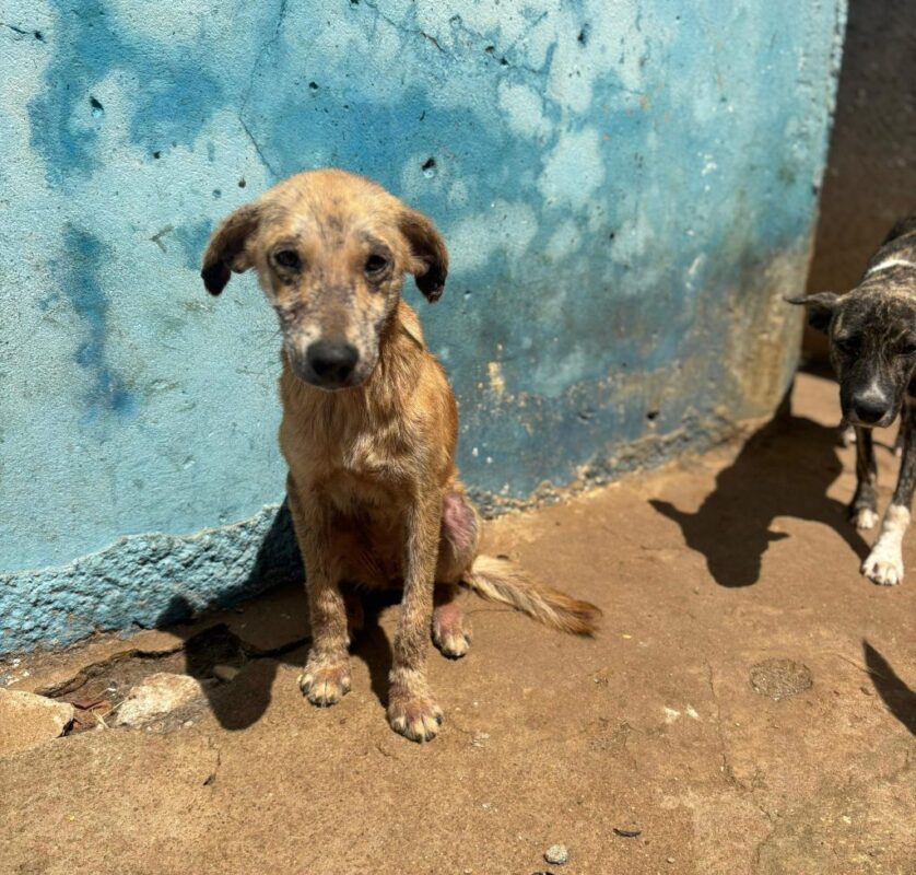 Conselho de Medicina Veterinária autua canil de Água Branca após encontrar quase 30 cães debilitados e cercados por fezes Conselho de Medicina Veterinária autua canil de Água Branca após encontrar quase 30 cães debilitados e cercados por fezes