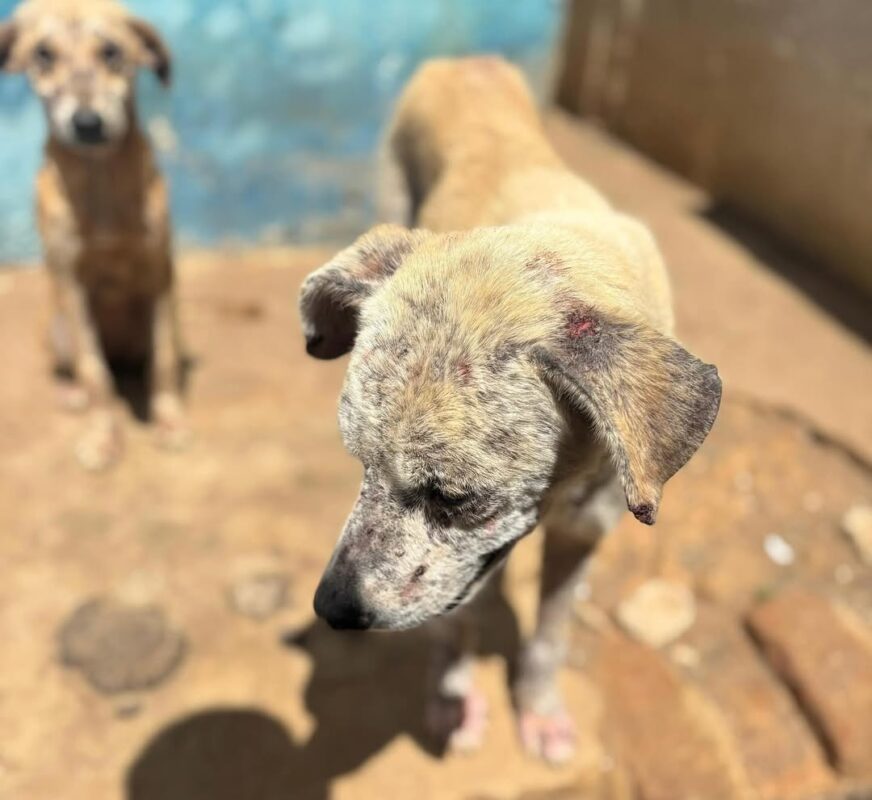 Conselho de Medicina Veterinria autua canil de gua Branca aps encontrar quase 30 ces debilitados e cercados por fezes