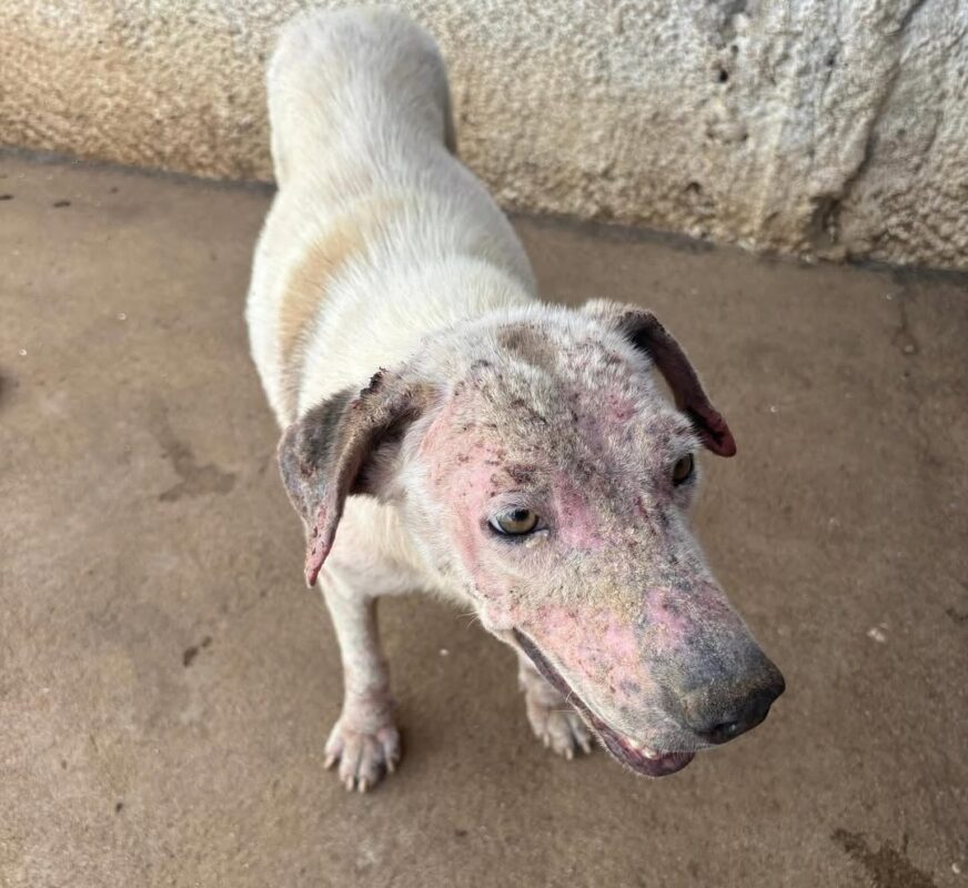 Conselho de Medicina Veterinria autua canil de gua Branca aps encontrar quase 30 ces debilitados e cercados por fezes
