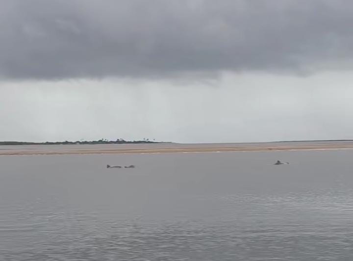 VÍDEO: Botos cinza são vistos nadando em rio no Litoral Norte da Paraíba VÍDEO: Botos cinza são vistos nadando em rio no Litoral Norte da Paraíba