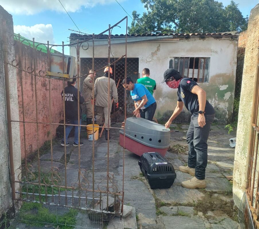 Homem é preso em flagrante por manter cerca de 40 cães em situação de abandono em Campina Grande
