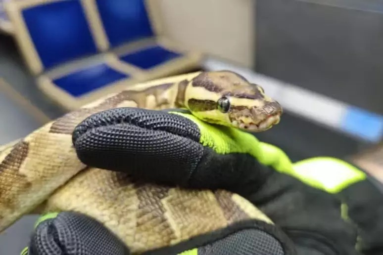 Cobra de estimação foge de tutor e se esconde em painel de trem nos EUA Cobra de estimação foge de tutor e se esconde em painel de trem nos EUA