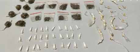 (foto: divulgação/2º CIPM) tráfico