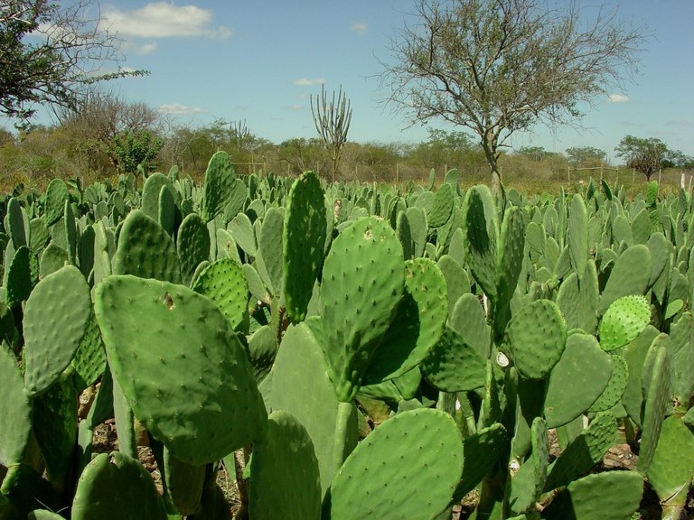 Pesquisadores da UFPB desenvolvem bebida da palma-forrageira que pode reduzir níveis de colesterol e triglicerídeos