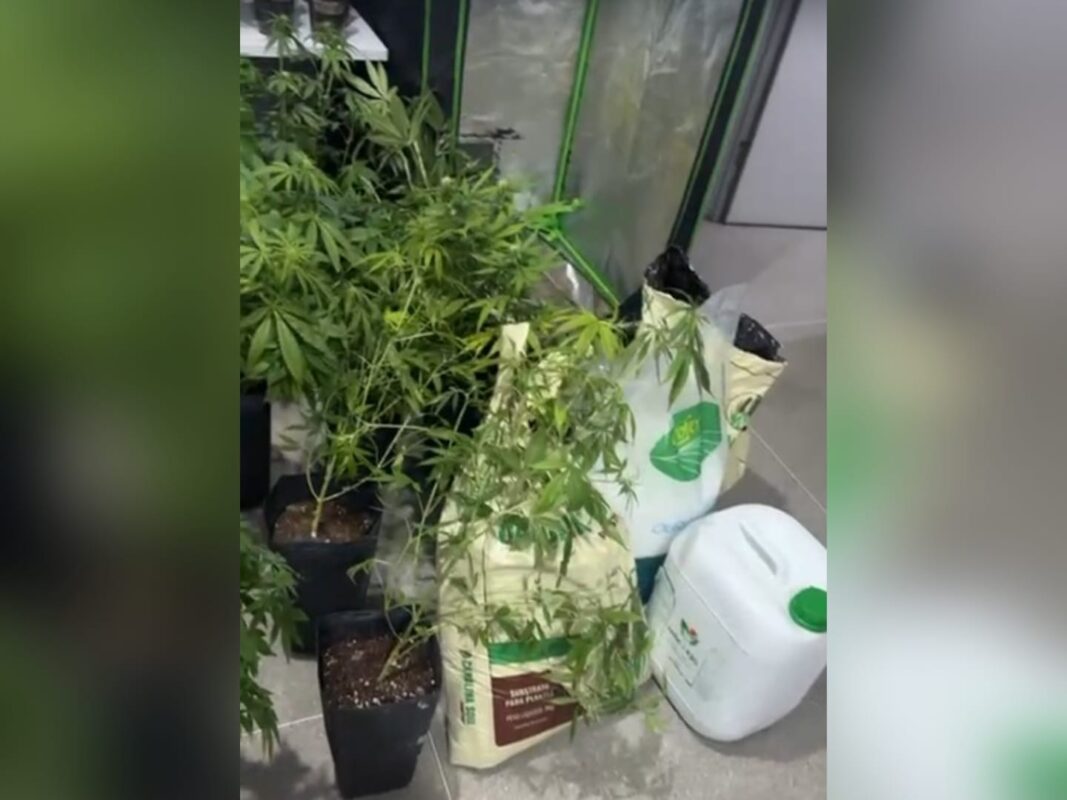 Polícia desmonta estufas com plantas de maconha em casa em Campina Grande e prende suspeito estufas, maconha, campina grande