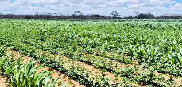 Polícia encontra 100 mil pés de maconha e desarticula plantação no Cariri da Paraíba Polícia encontra 100 mil pés de maconha e desarticula plantação no Cariri da Paraíba