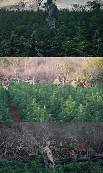Polícias Federal e Militar encontram mais de 40 mil pés de maconha e desarticulam plantação no interior da Paraíba. (Foto: reprodução/PMPB)