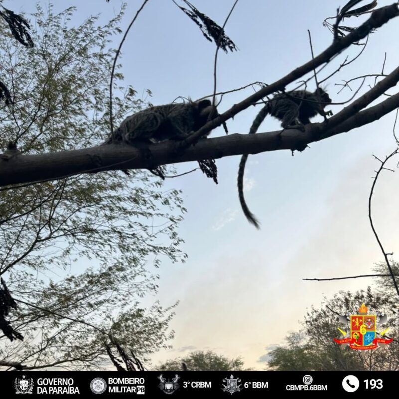 Inc�ndio no Vale dos Dinoussauros, em outubro de 2025. (foto: divulga��o/cbmpb.6bbm)