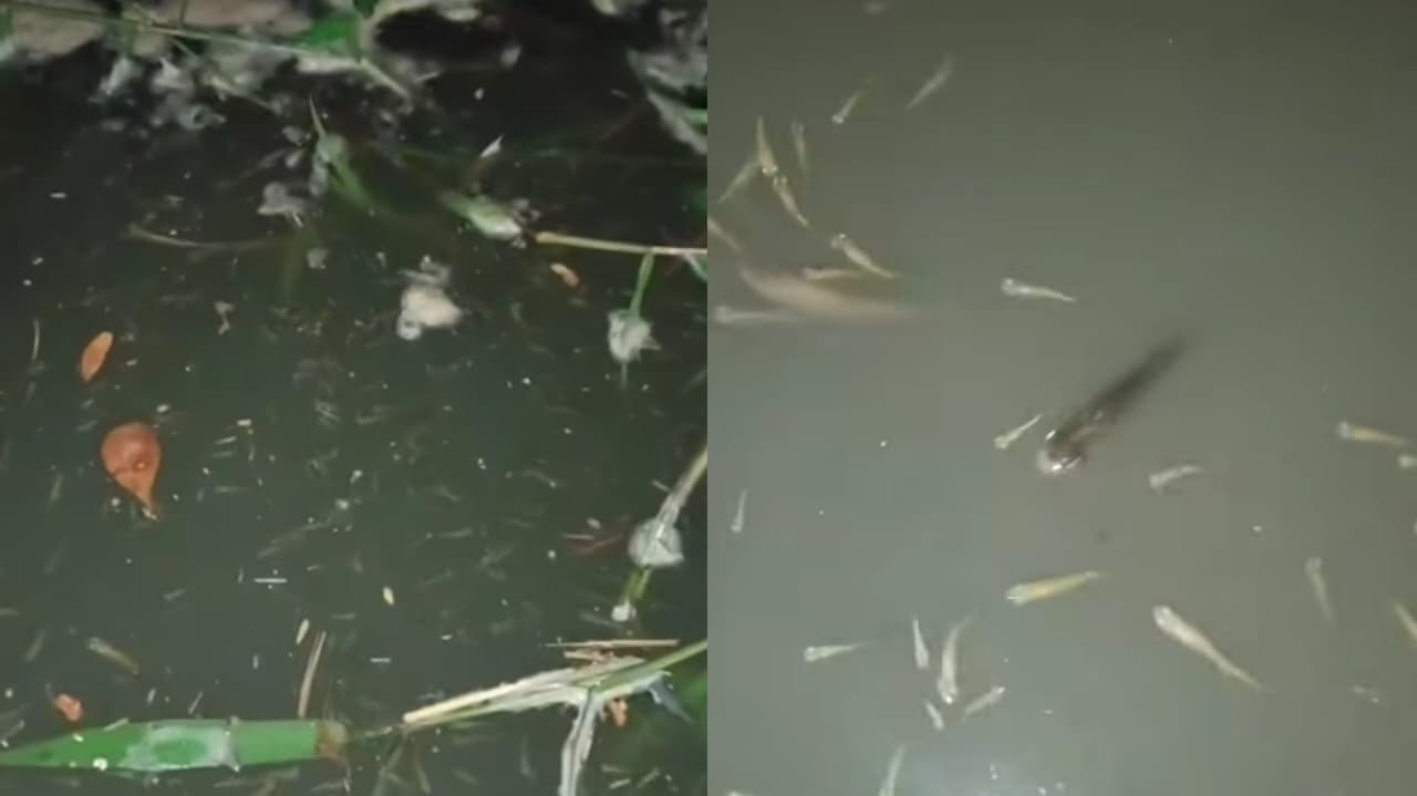 Popular denuncia poluição no Rio do Cabelo, um dos principais cursos d'água de João Pessoa. (foto: reprodução/redes sociais)