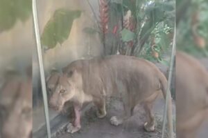 Leoa está sendo monitorada após morte de homem na Bica e não será sacrificada