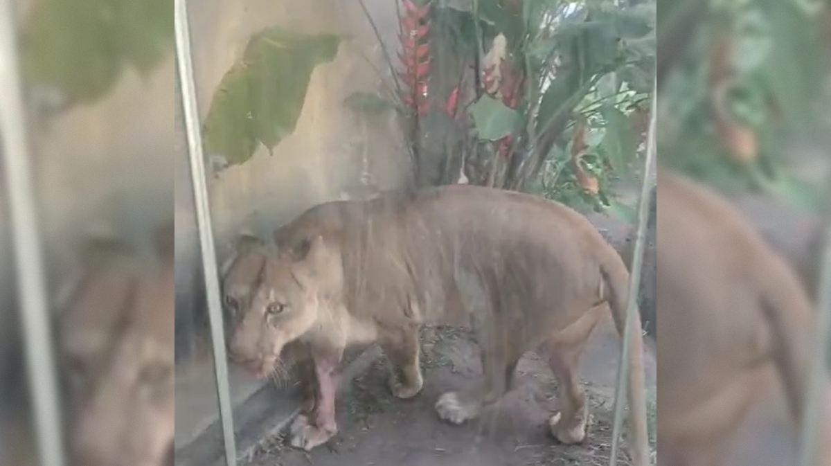 Leoa está sendo monitorada após morte de homem na Bica e não será sacrificada