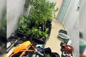 Homem é preso com plantação de maconha dentro de residência em Campina Grande