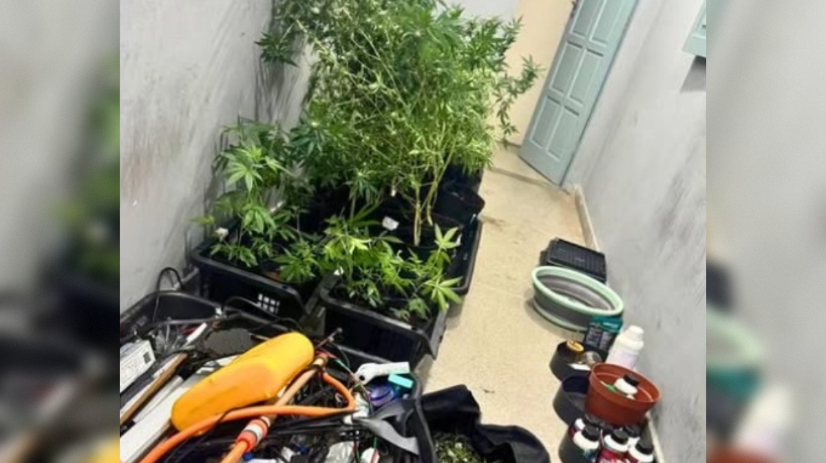 Homem é preso com plantação de maconha dentro de residência em Campina Grande