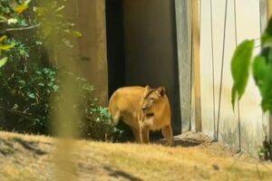 Após morte de jovem, Leona se recupera e é devolvida para recinto na Bica, em João Pessoa