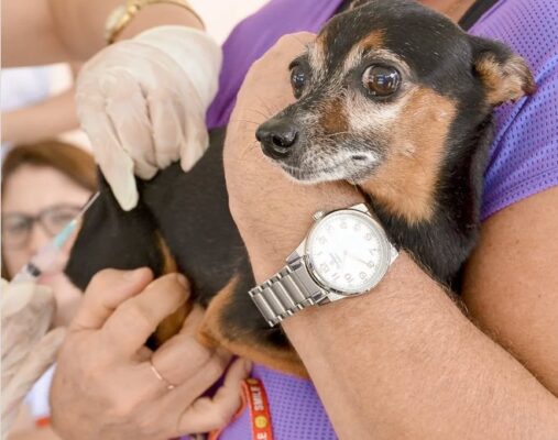 Secretária de Saúde de João Pessoa reforça necessidade de vacinação de animais contra raiva a partir dos 3 meses de idade