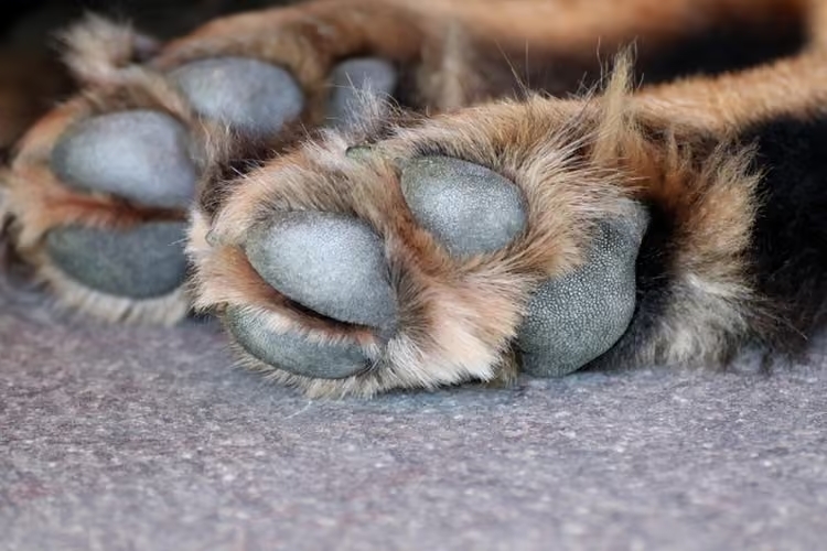 Operação cumpre 5 mandados em investigação sobre mortes de animais em Teixeira