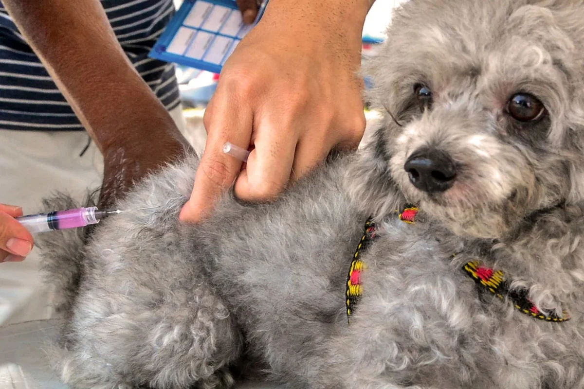 Mutirão de vacina contra raiva para cães e gatos ocorrerá neste sábado em João Pessoa