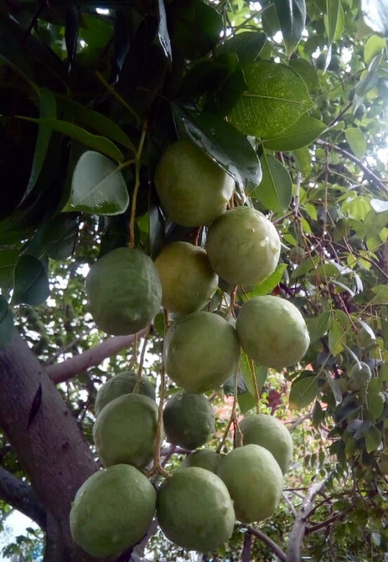Paraíba tem aumento de 2.828% na extração de umbu e lidera produção de mangaba