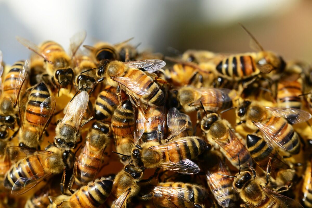 Ataque de abelhas deixa seis feridos e homem com mais de 100 picadas em João Pessoa