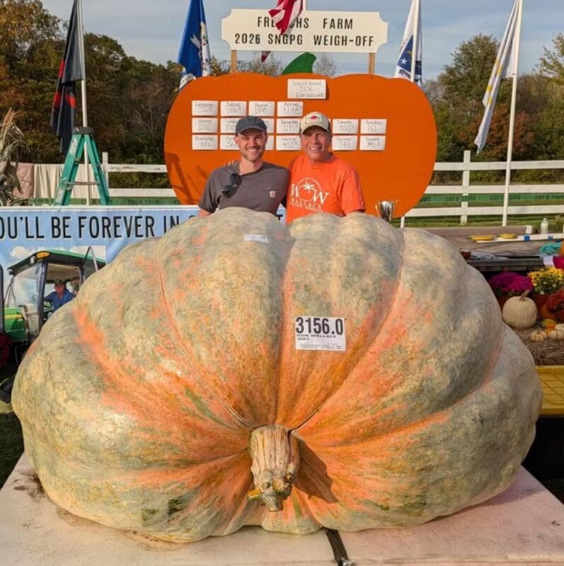 Abóbora gigante de quase 1.500 kg é colhida nos EUA e pode bater recorde mundial